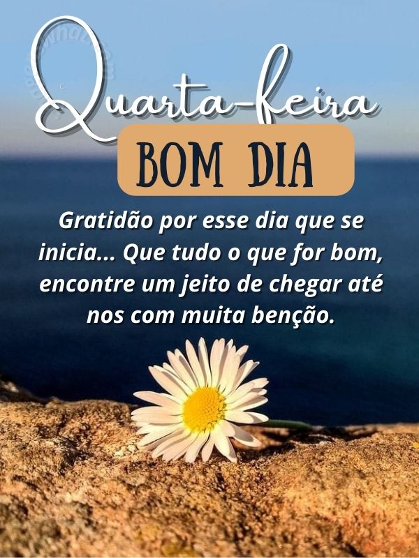 Bom dia quarta-feira com gratidão 