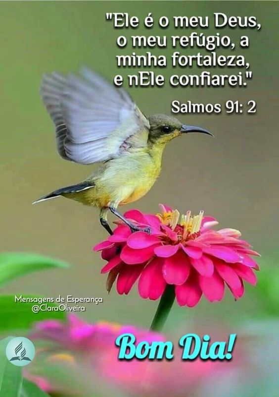 Bom dia com flores e o Salmos 91:2