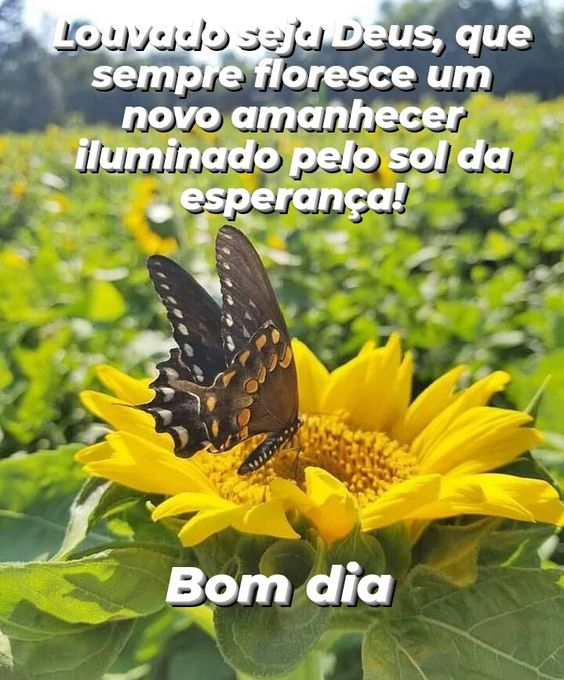 Bom dia que sempre floresce