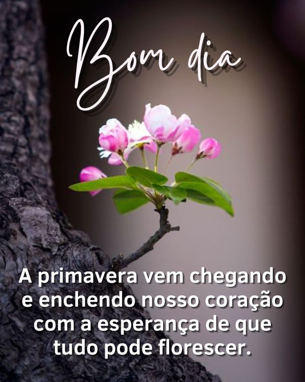 Frases de bom dia com flores