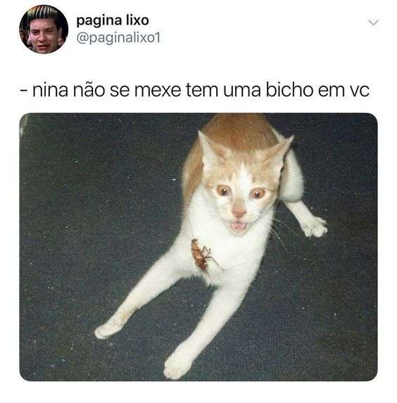 Frases engraçada com imagem de gato