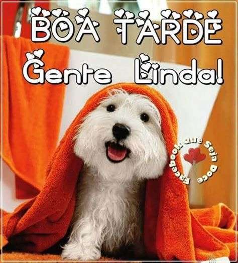 cachorro com lençol laranja na cabeça