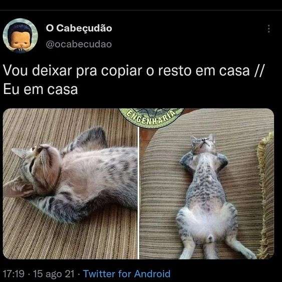 gato deitado de bruços