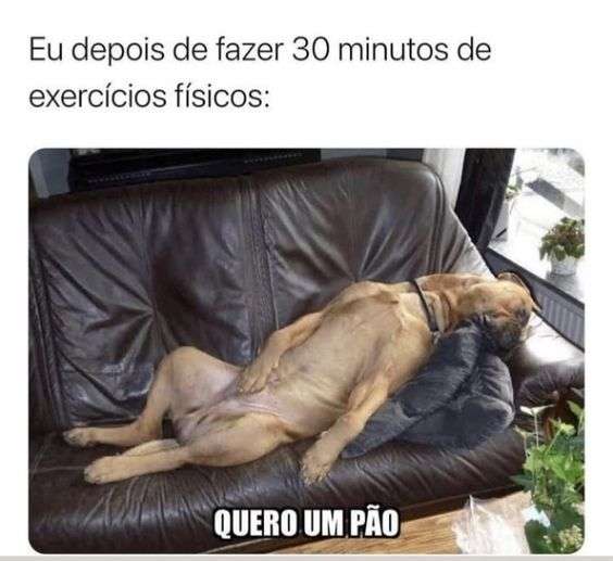 Meme do cachorro exercico