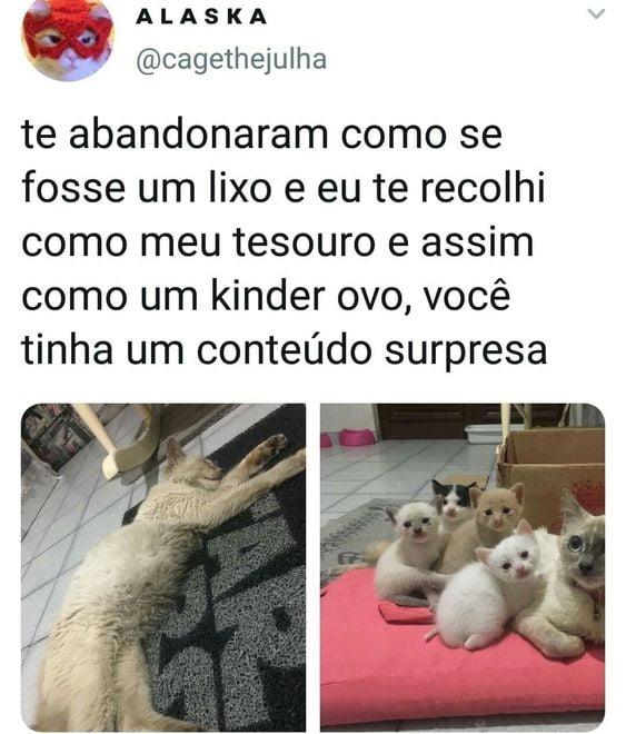 Imagens engraçadas Gatinha e gatinhos