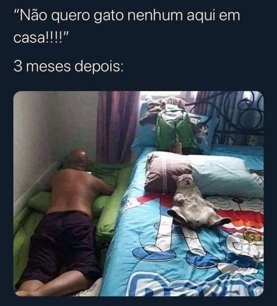 gato deitado