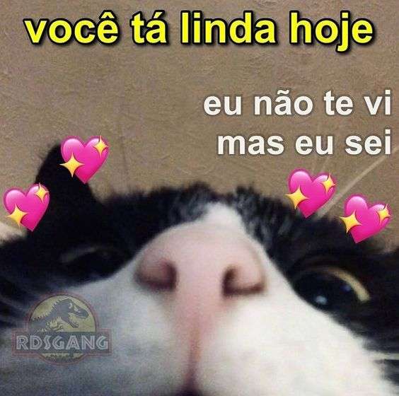 Olha a cara de gato