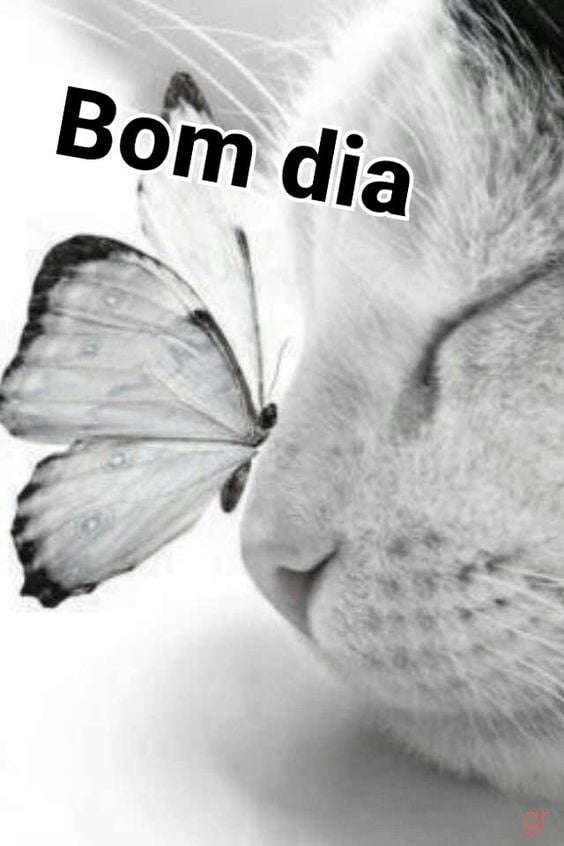 borboleta pousada na cara do gato