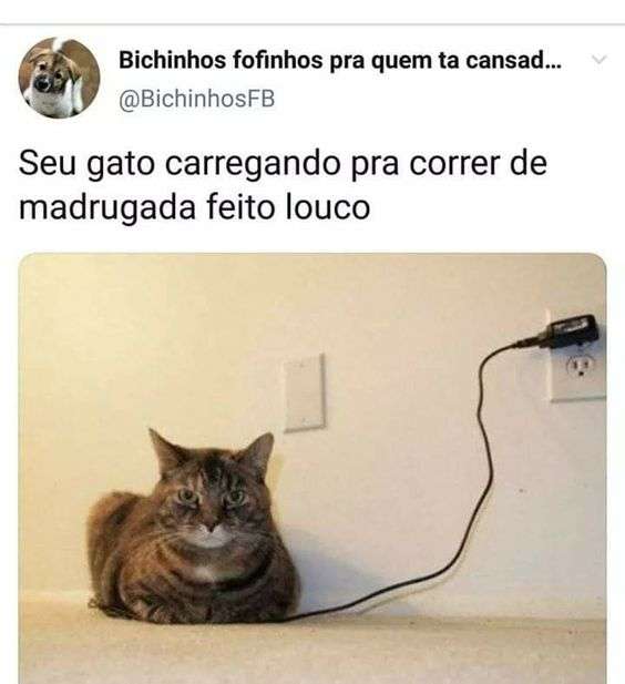 Meme gato carregando