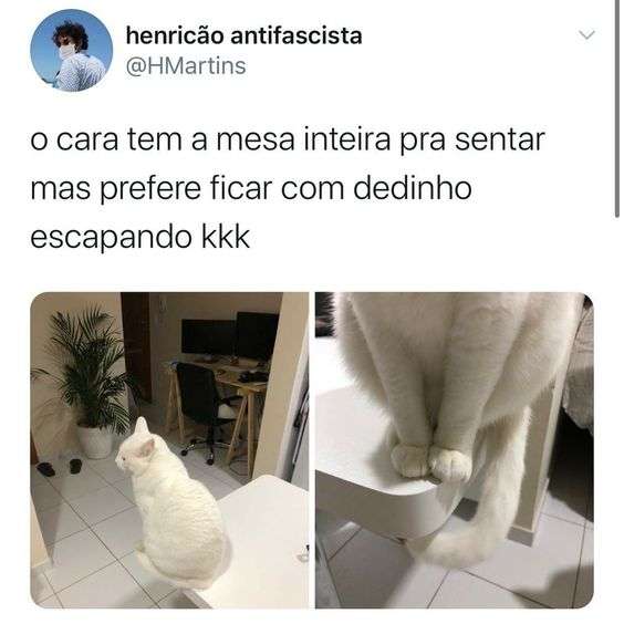 Meme Gato doido