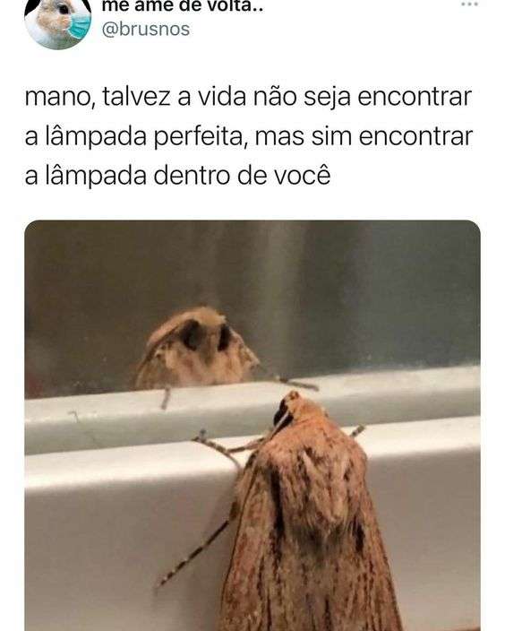 besouro admirando sua imagem no espelho