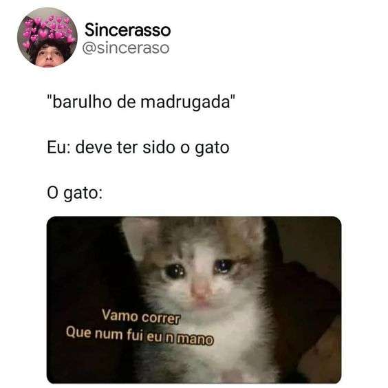 gato chorando com medo