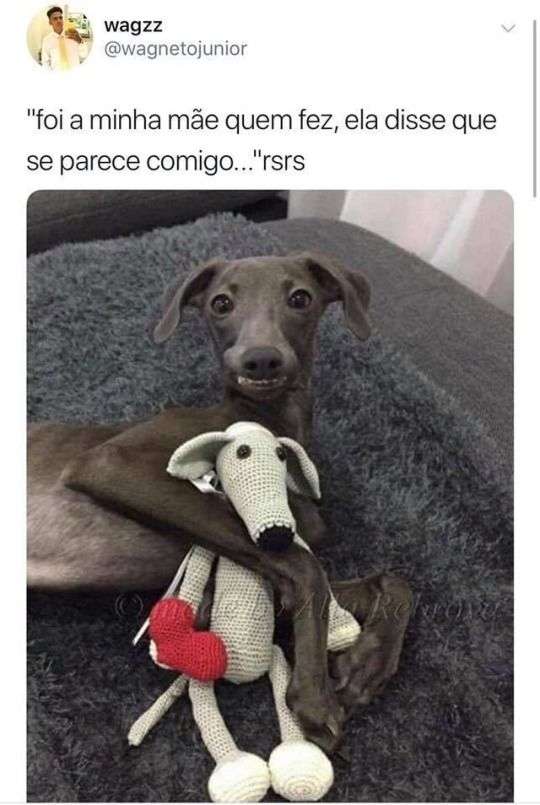 Meme cão racista