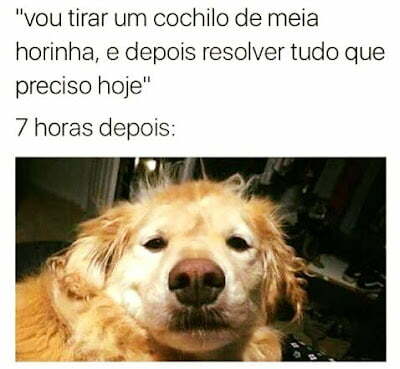 Meme do cão preguiçoso