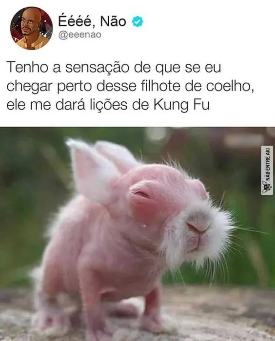 Meme do filhote de coelho