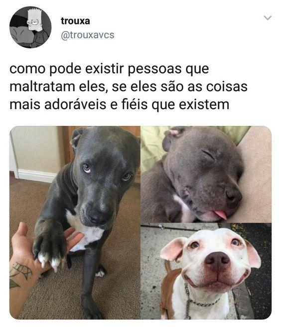 Meme engraçado de cachorro