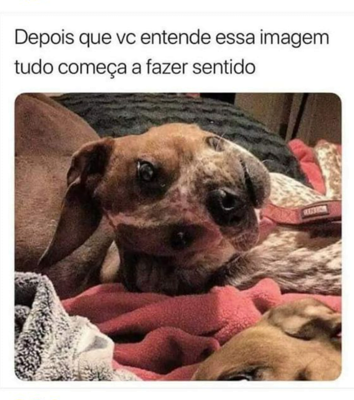 Meme engraçado do cachorro