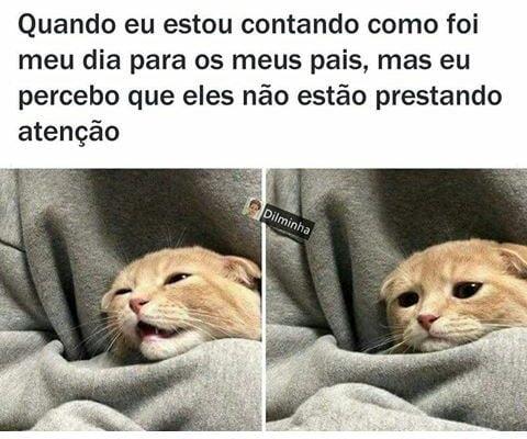 Meme gatinho fofo