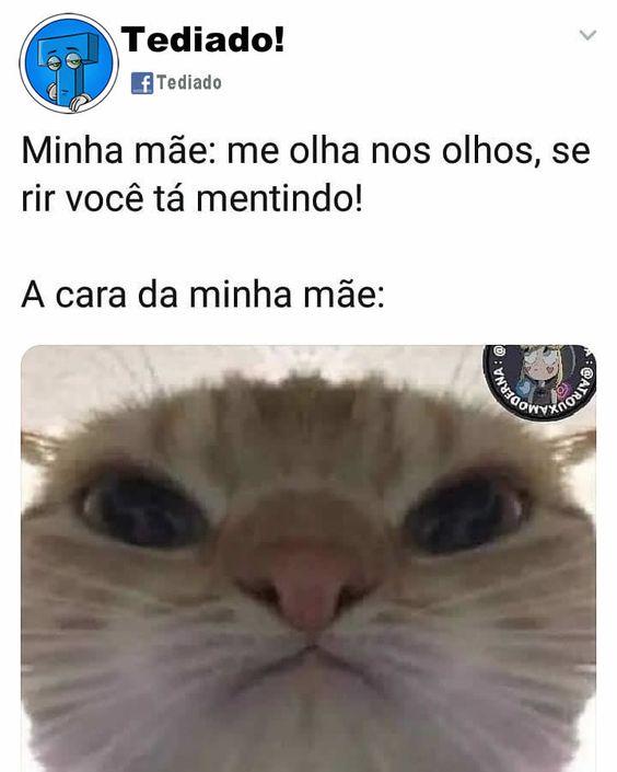 Meme do gato bozinho