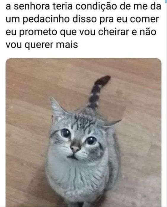 Meme do gatinho pedindo pão