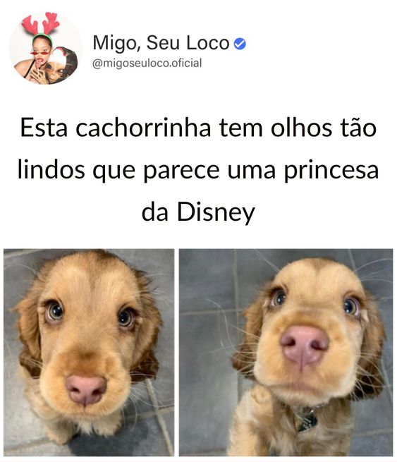 Meme da princisa da disney