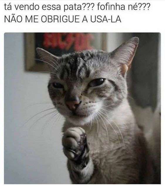 Memes de gatos