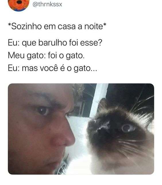 Meu gato em casa a noite