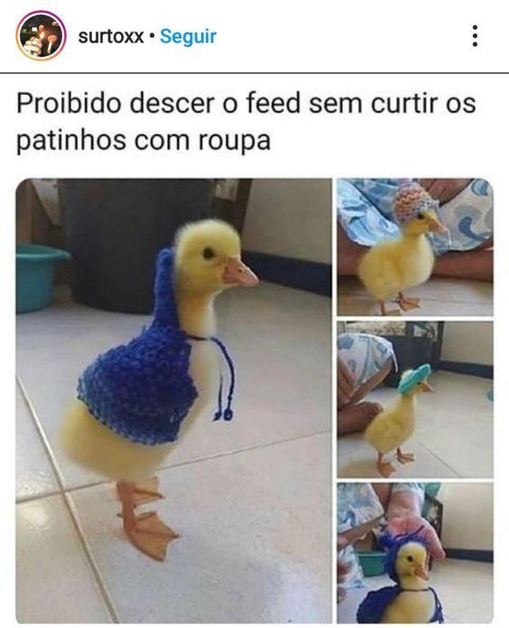 Imagens engraçadas do patinho