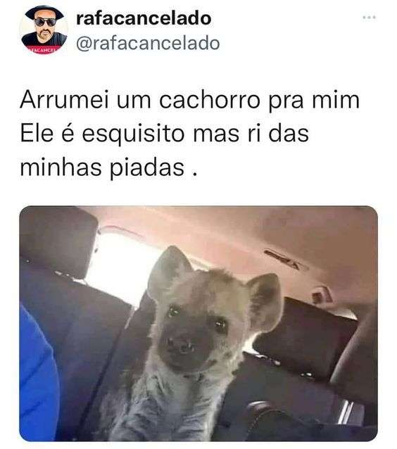 Hiena confundida com cachorro