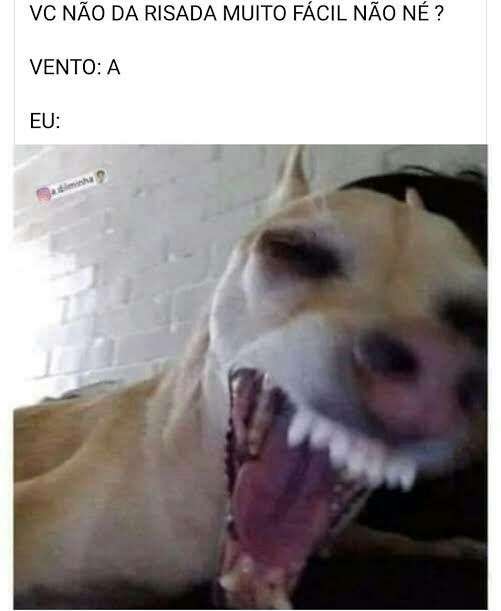 Meme com imagem cachorro rindo