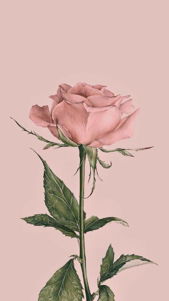 flor rosa