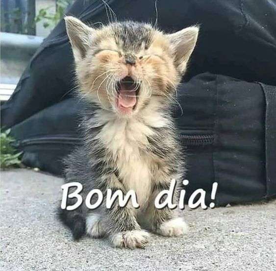 Fotos de Bom dia