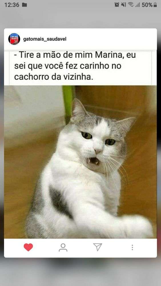 Meme gato da marina