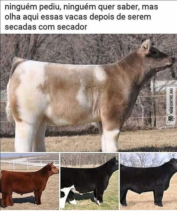 Meme Vacas no secador
