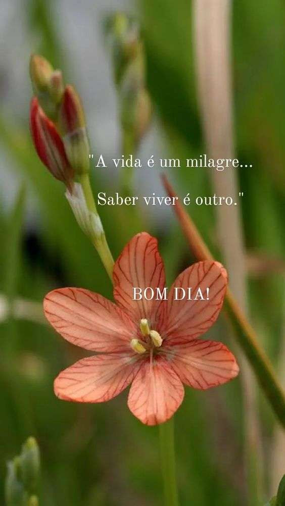 Bom dia vivendo o milagre