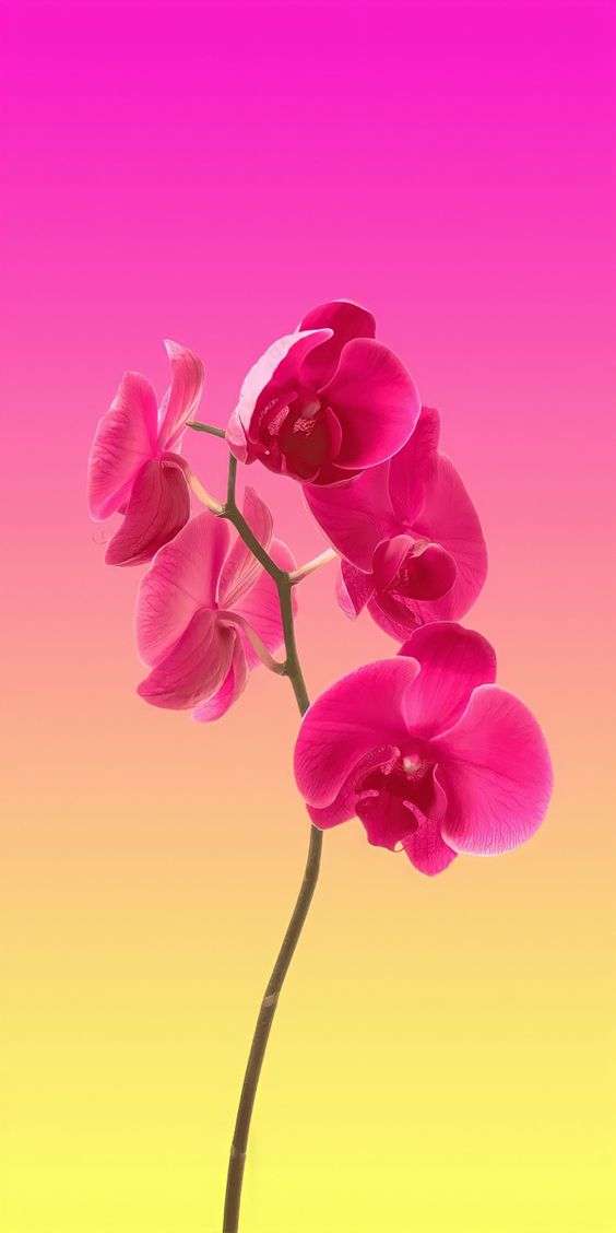 40 Papel de Parede para Celular Rosa Pink com Flores