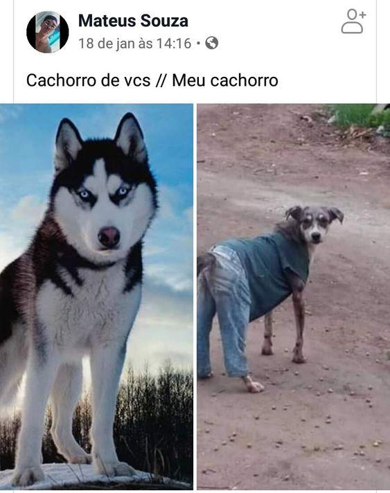 Memes engraçados cachorro com roupa