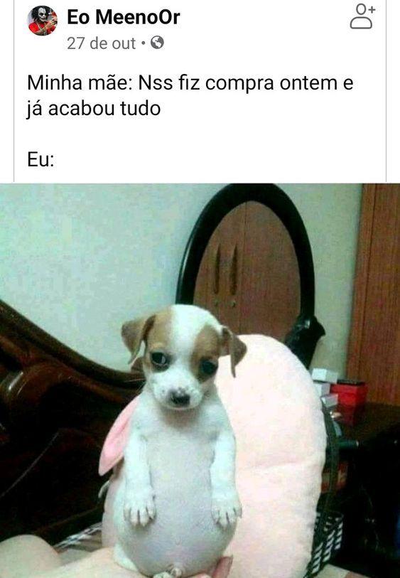 Memes engraçados cachorrinho com barrigão