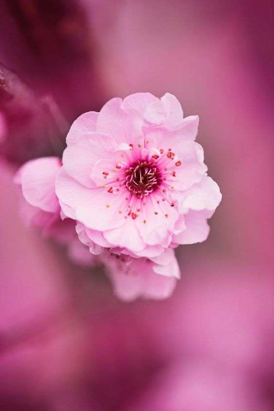 Papel de parede rosa de uma prunus