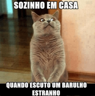 Memes de gatinhos divertidos