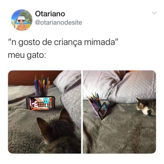 Memes engraçados gato assistindo desenho