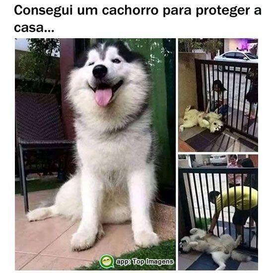 Memes engraçados cachorro de guarda  carente