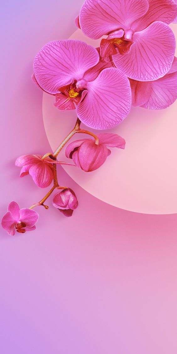 40 Papel de Parede para Celular Rosa Pink com Flores