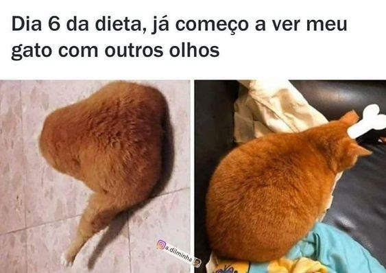 Memes engraçados gato vestido de frango