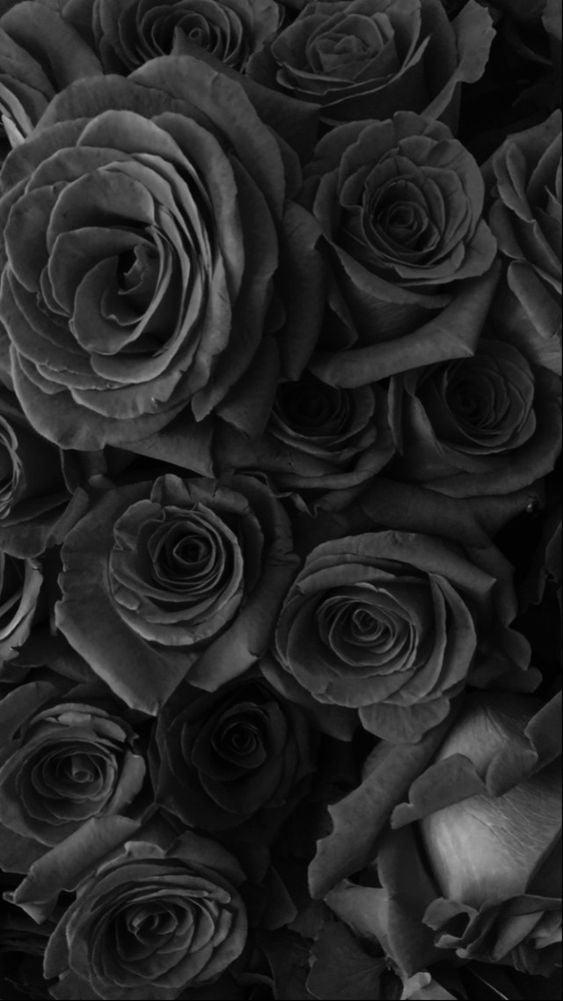 Papel de parede aesthetic  rosas negras