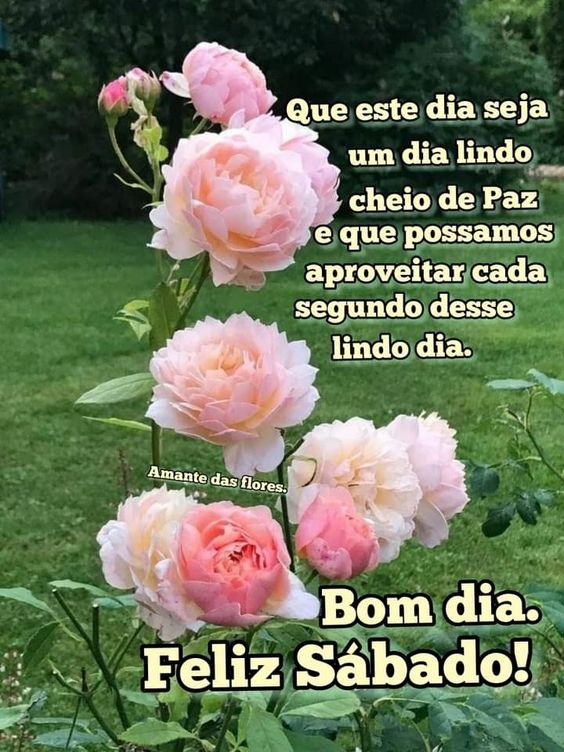 Bom dia Sábado lindo e cheio de paz